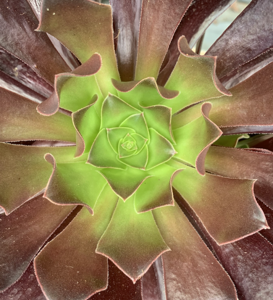 Aeonium arboreum